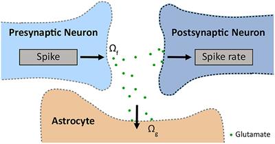 Neuronal and Astrocytic Regulations in Schizophrenia: A Computational Modelling Study